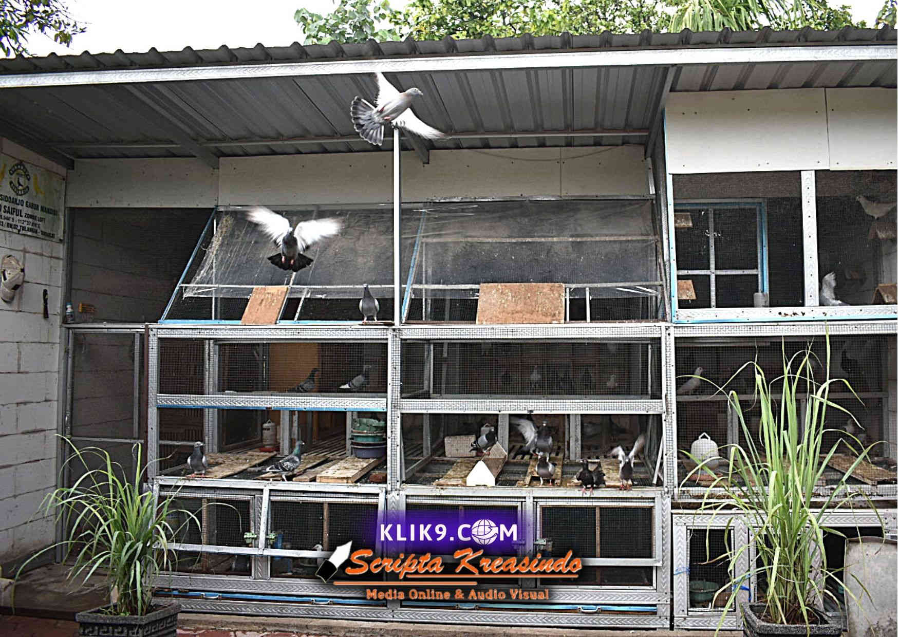 Dikenal Bisa Berkirim Surat, Merpati Pos Punya Kandang Lebih Besar dari Kamar Indekos